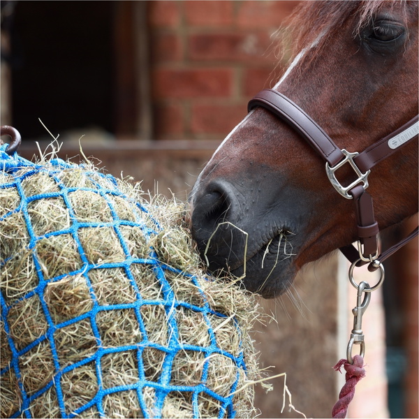 Equilibrium PortionPacer Large Holed Haynet (6cm) Safety Feeder EQB1697 - Blue